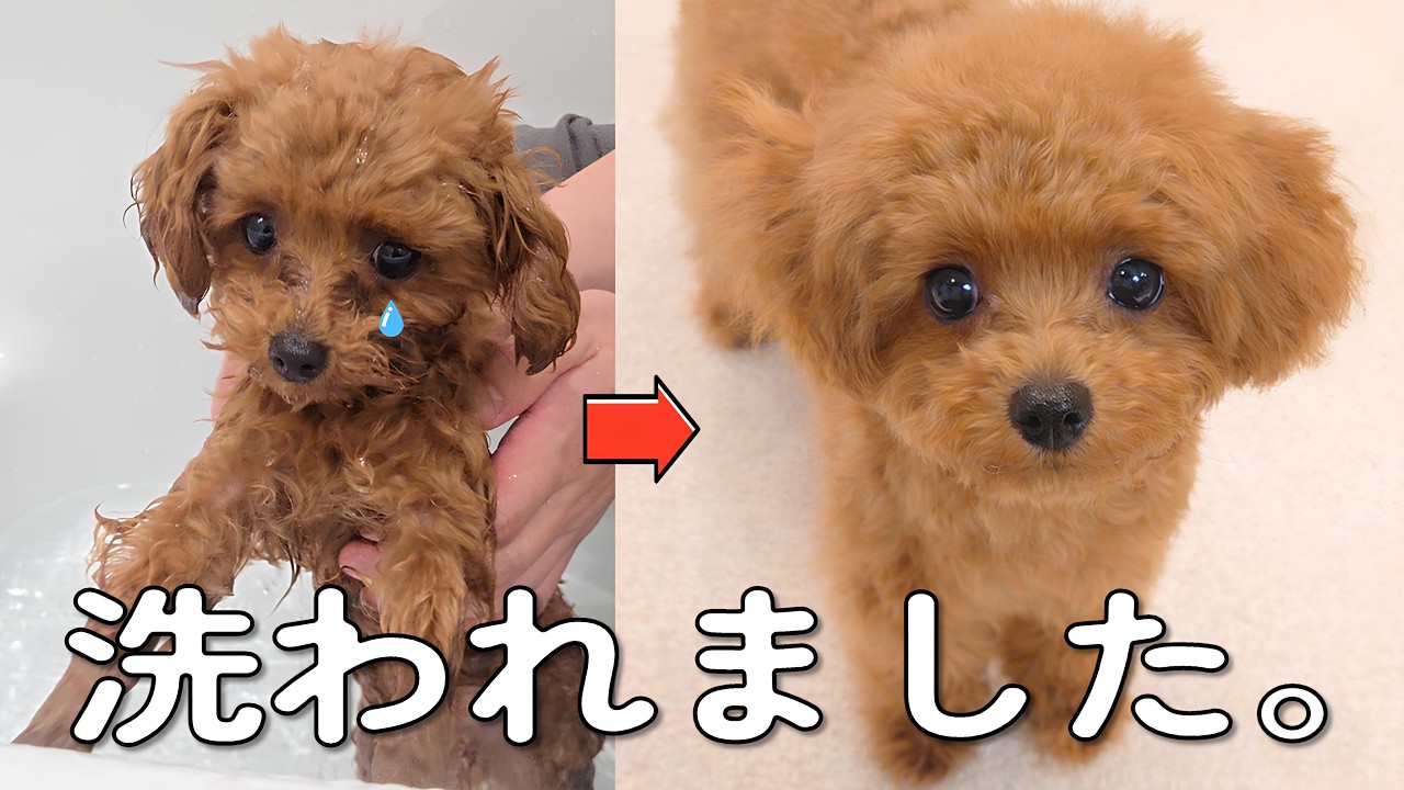 おうちシャンプーのあとは、ごきげんぽこたでした｜トイプードル子犬ぽこた