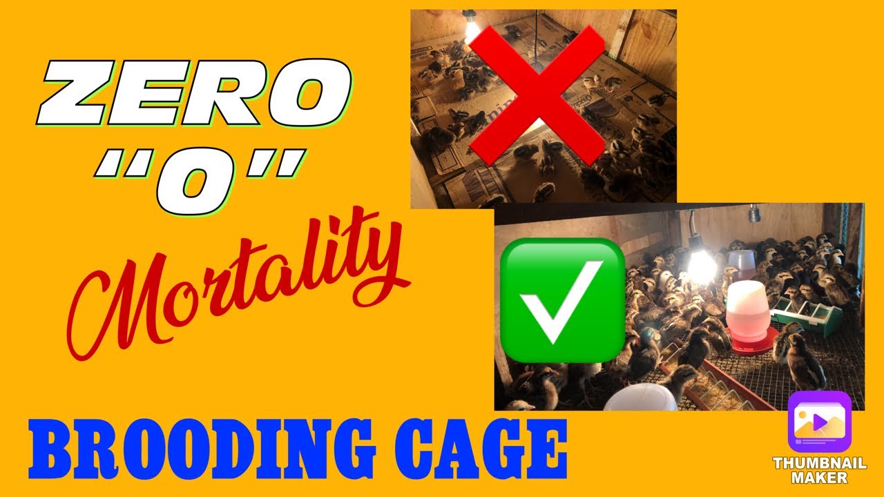ZERO MORTALITY BROODING CAGE FOR DARAG CHICKS | UPDATE OF ALL STOCKS IN RANGING AREA AFTER 1 Month