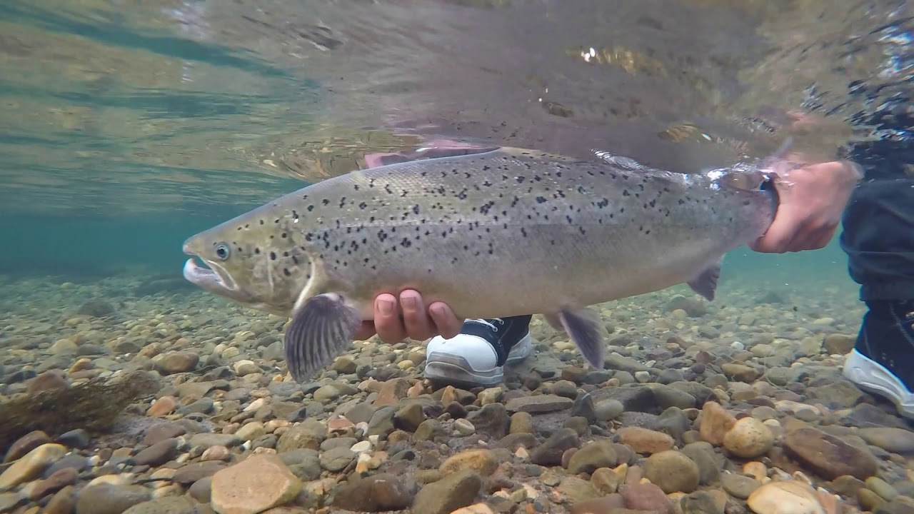 Salmon Fly Fishing in Finnmark, 2018.