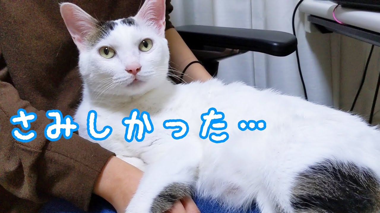 ママが退院してからずっとベッタリのチロさん