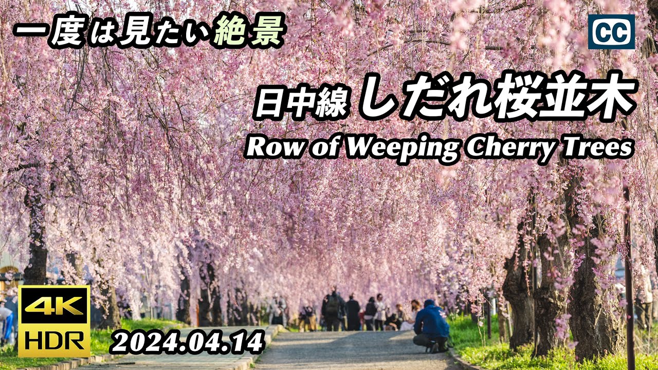 【圧巻のしだれ桜/4K HDR】日中線しだれ桜並木/一度は見たい絶景/Rows of Weeping Cherry Trees in full bloom【福島県喜多方市】