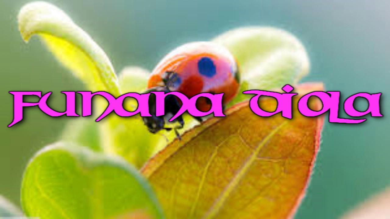 FUNANA DIOLA 