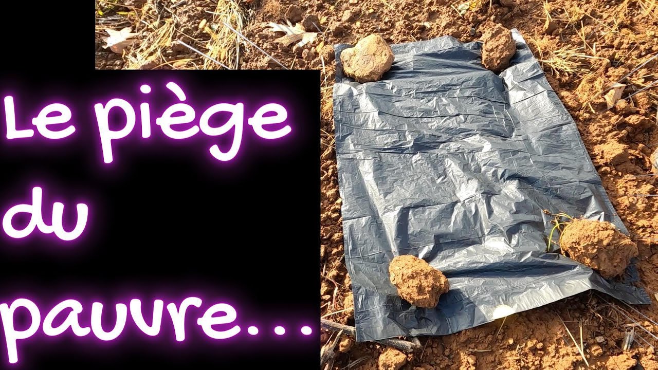 PIEGES A LIMACES DANS LE BLE - 2025
