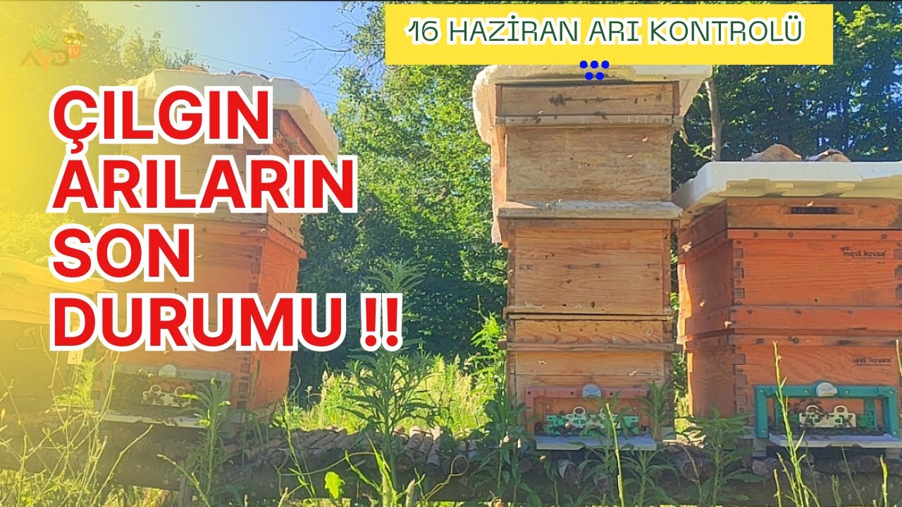 Arıcılık'da Üç katlı Çılgın arının 16 Haziran Ballık kontrolü son durumu nasıl?