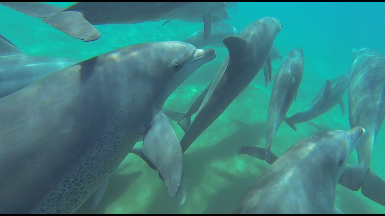 Scuba diving in Sodwana Bay. KwaZulu Natal