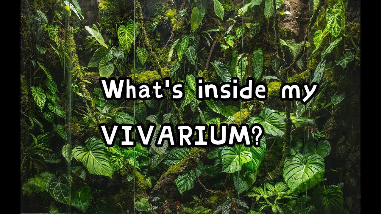 The ultimate 1700 gal vivarium