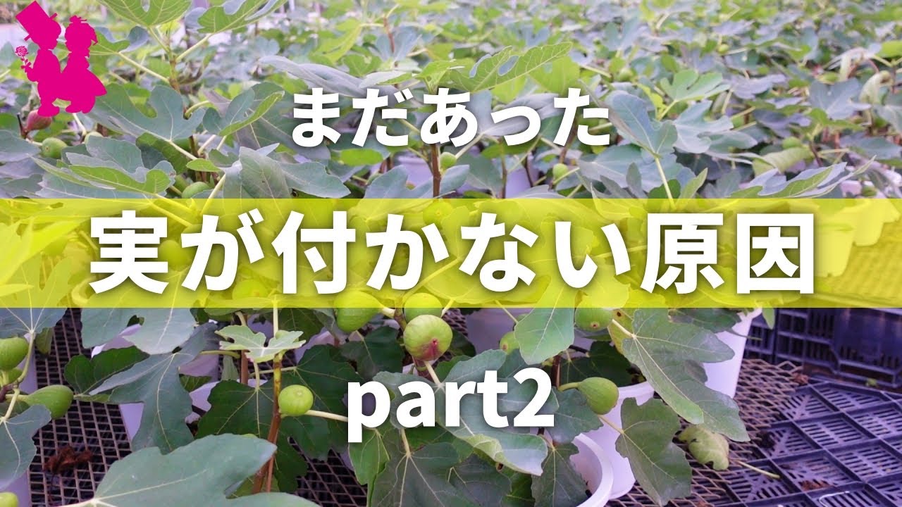 【イチジク】なぜ実が付かないか園芸農家が教えます