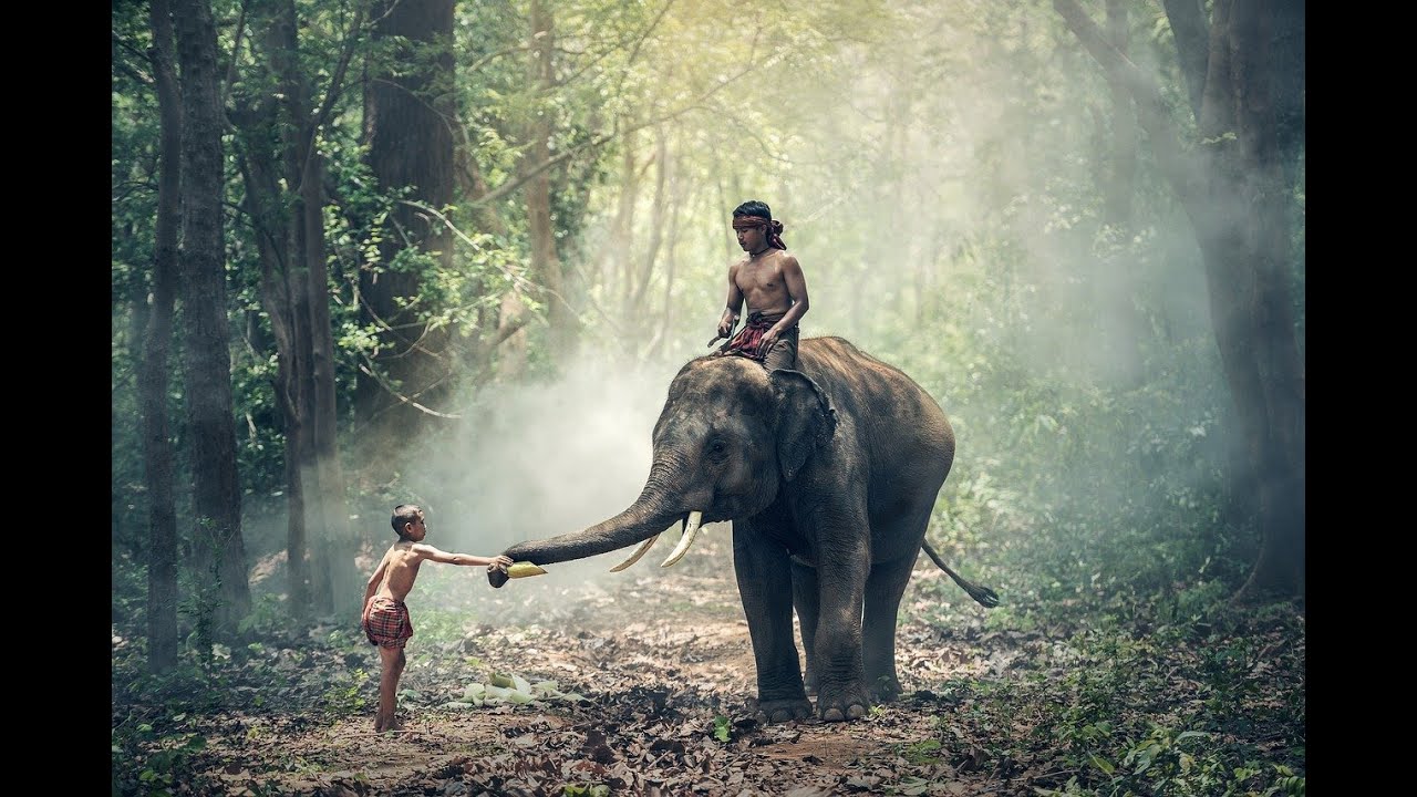 Planet zoo elephant habitat||wildlife habitate