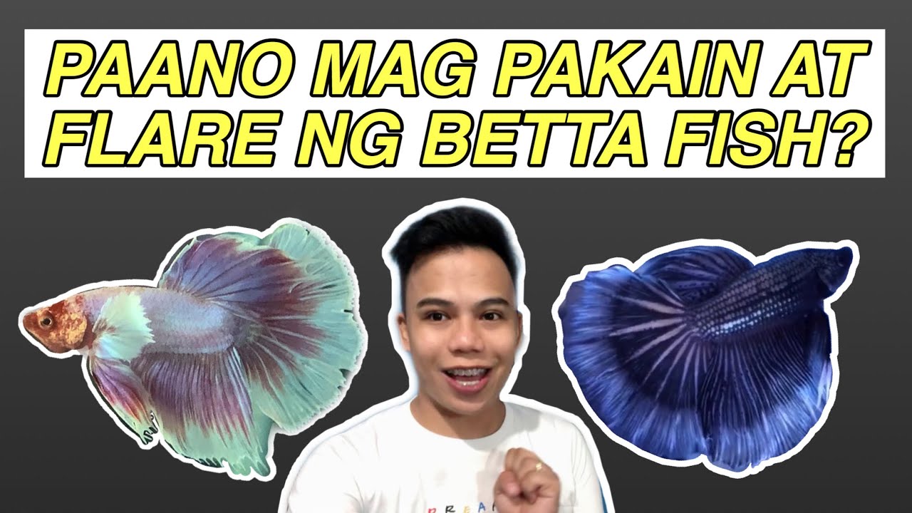 PAANO MAG PAKAIN AT FLARE NG BETTA FISH?