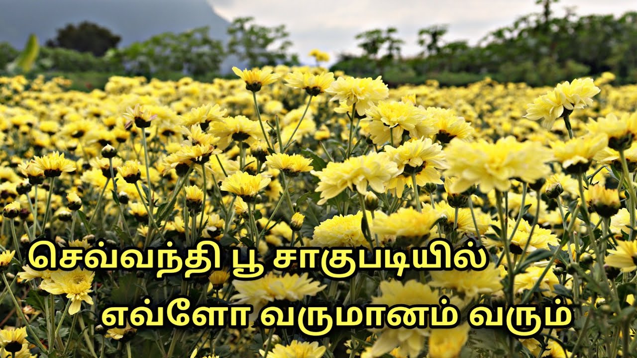 செவ்வந்தி பூ சாகுபடி || sevanti  flower cultivation in tamil || Uzhavan magan