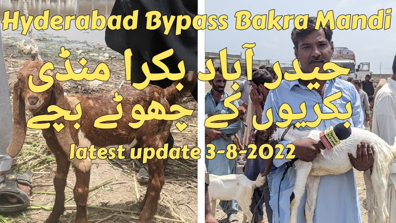 Hyderabad Bypass Mandi | bakra mandi | baby Goats | Hyderabad bakra mandi | latest update 3-8-2022