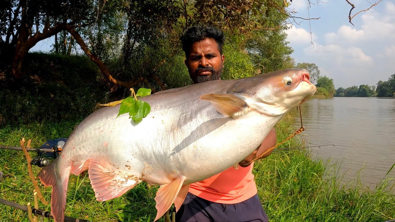 Amazing big pangus fish catching | Big pangus fish,पंगास मछली का चारा | Fish bait | Village fishing