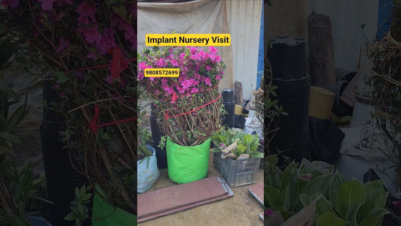 कोलकाता से Implant Nursery में आ गए तरह तरह के पौधे🌹Implant Nursery Visit Bareilly🌹
