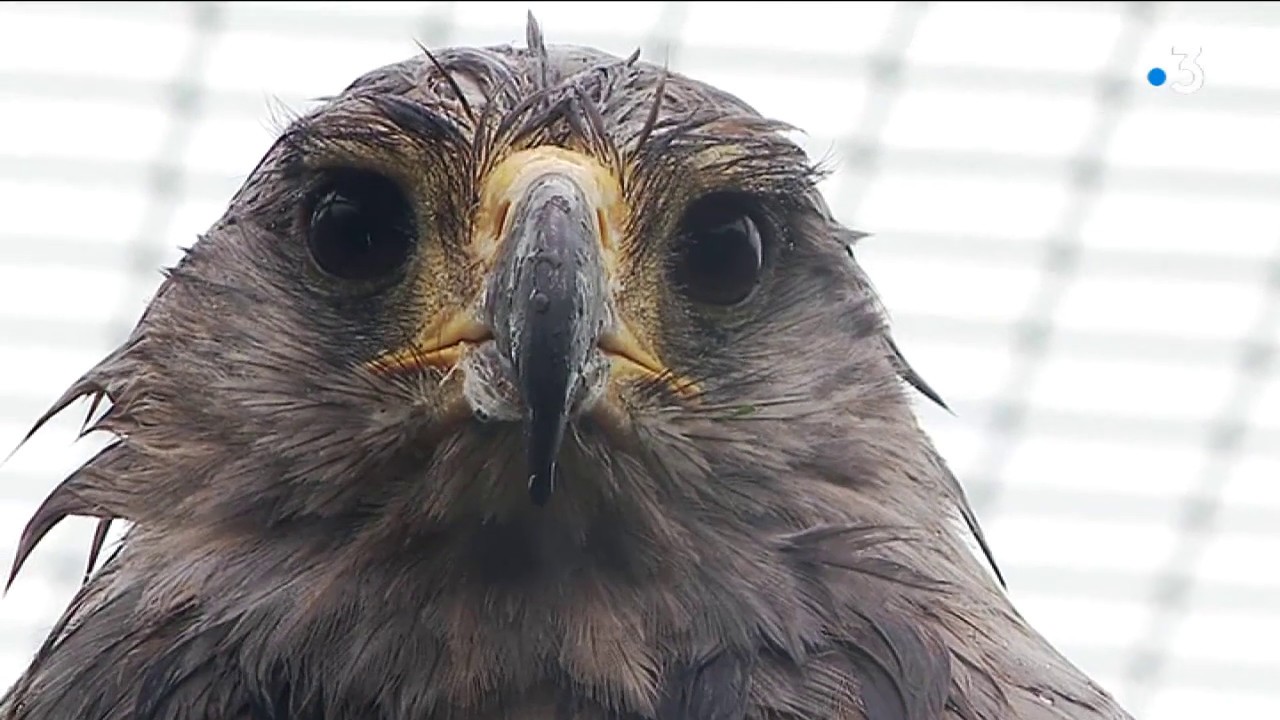 Evita,  l'un des derniers aigles du Chaco, a trouvé refuge au parc 