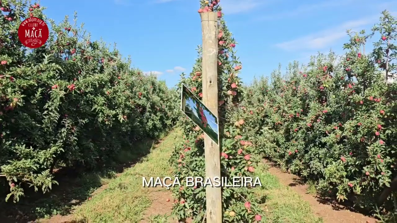 Passeio nos Pomares da nossa Maçã Brasileira