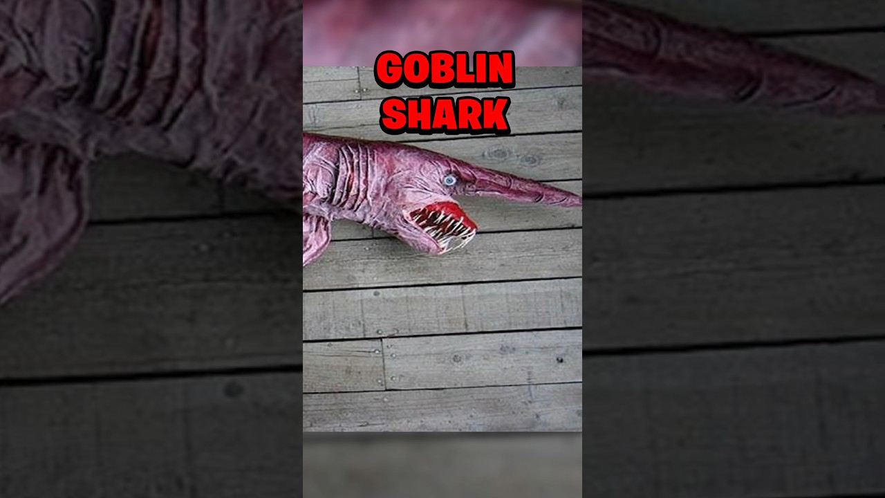 THE MOST TERRIFYING SEA CREATURES THAT EVER EXISTED&hellip;😱🌊