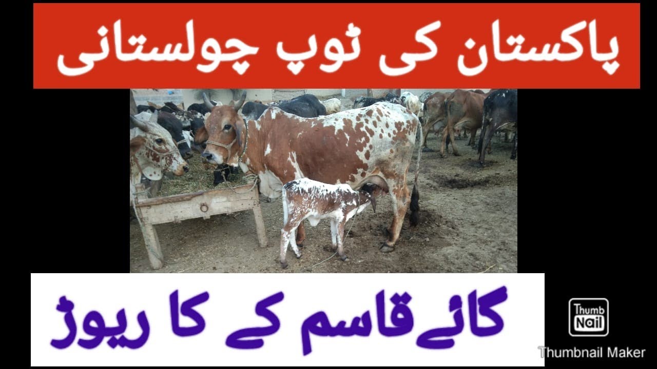 Best Cholistani Rathi cows of Pakistan from Qasimkay Tribe!