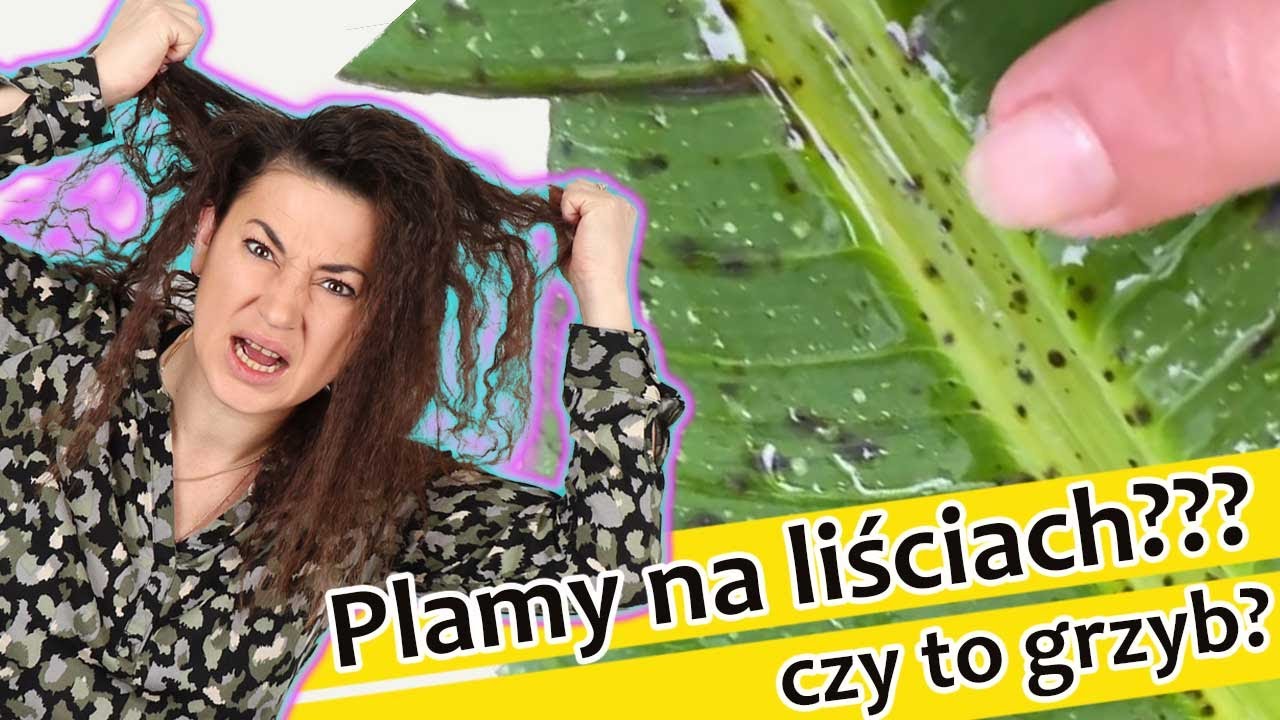 Tajemnice Uprawy Bananowca. Czym są Plamy na Liściach. 