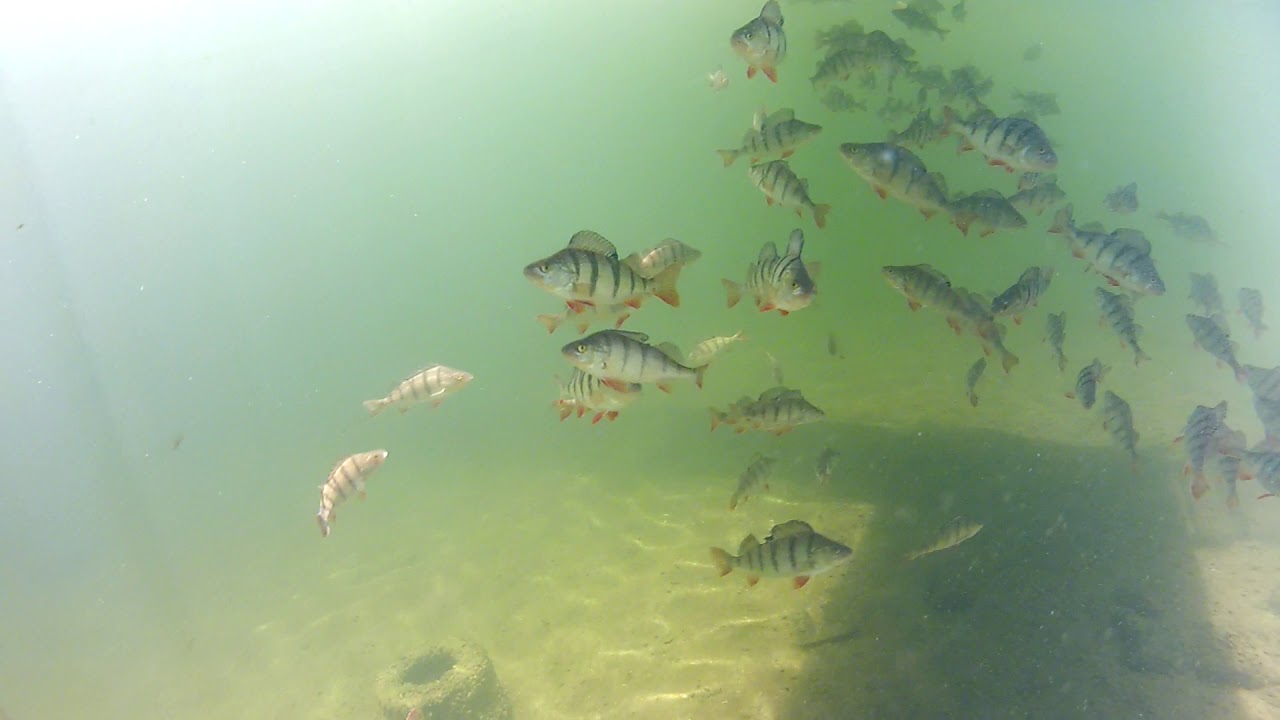 Okouni Nechranice