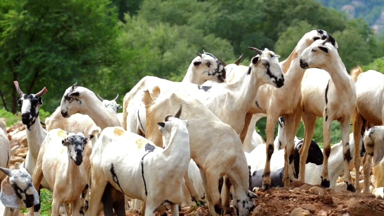 Mountain Goats 