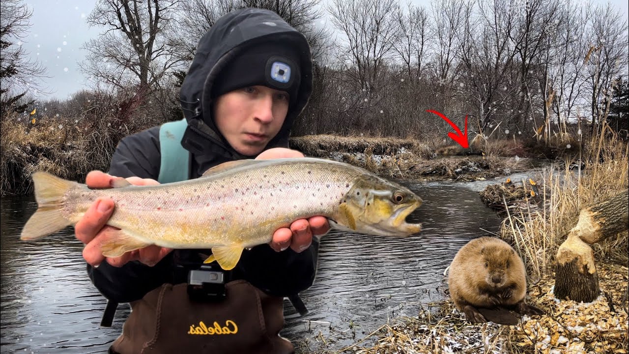 Winter Trout Fishing a BEAVER Infested Stream! (Big Fish Seen)
