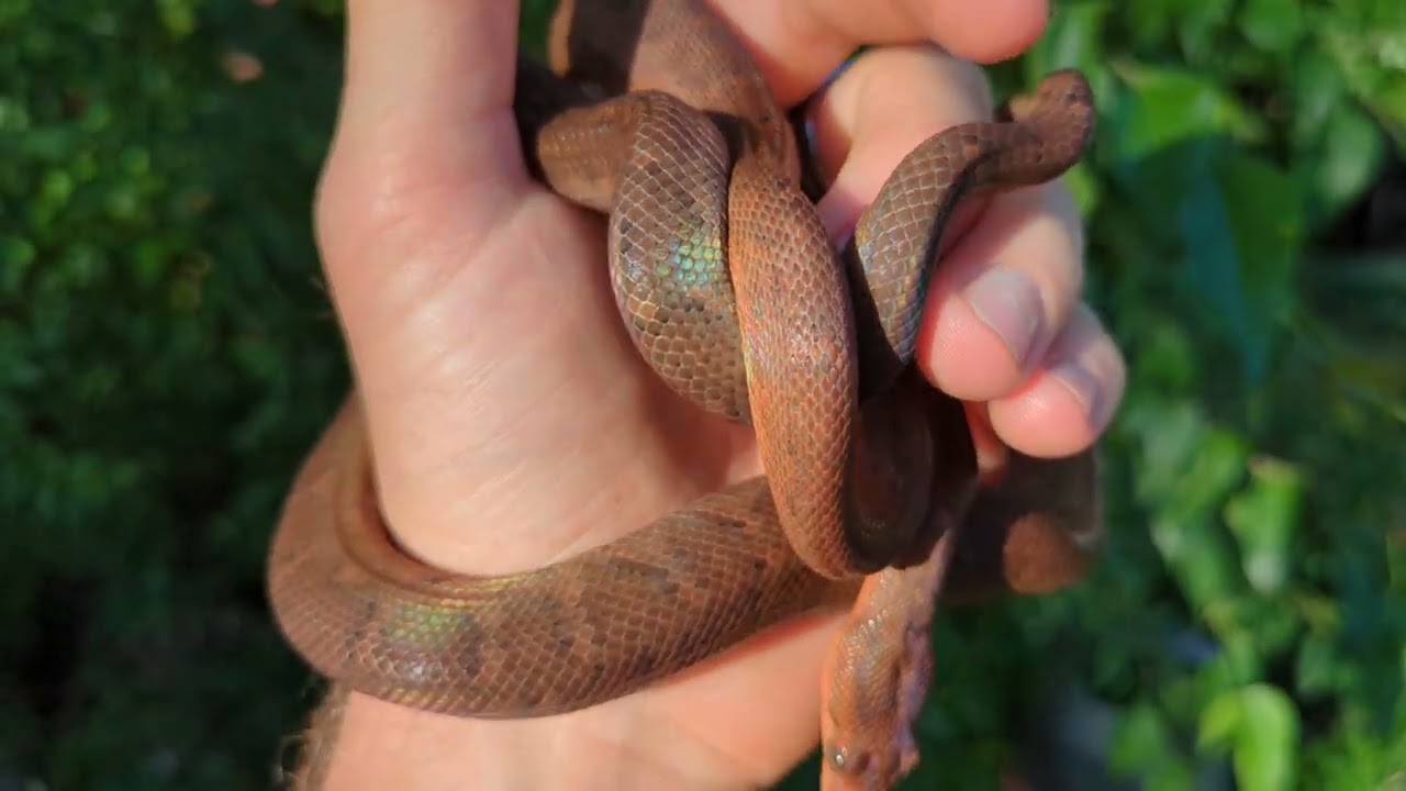 Red Dominican Mountain Boa!