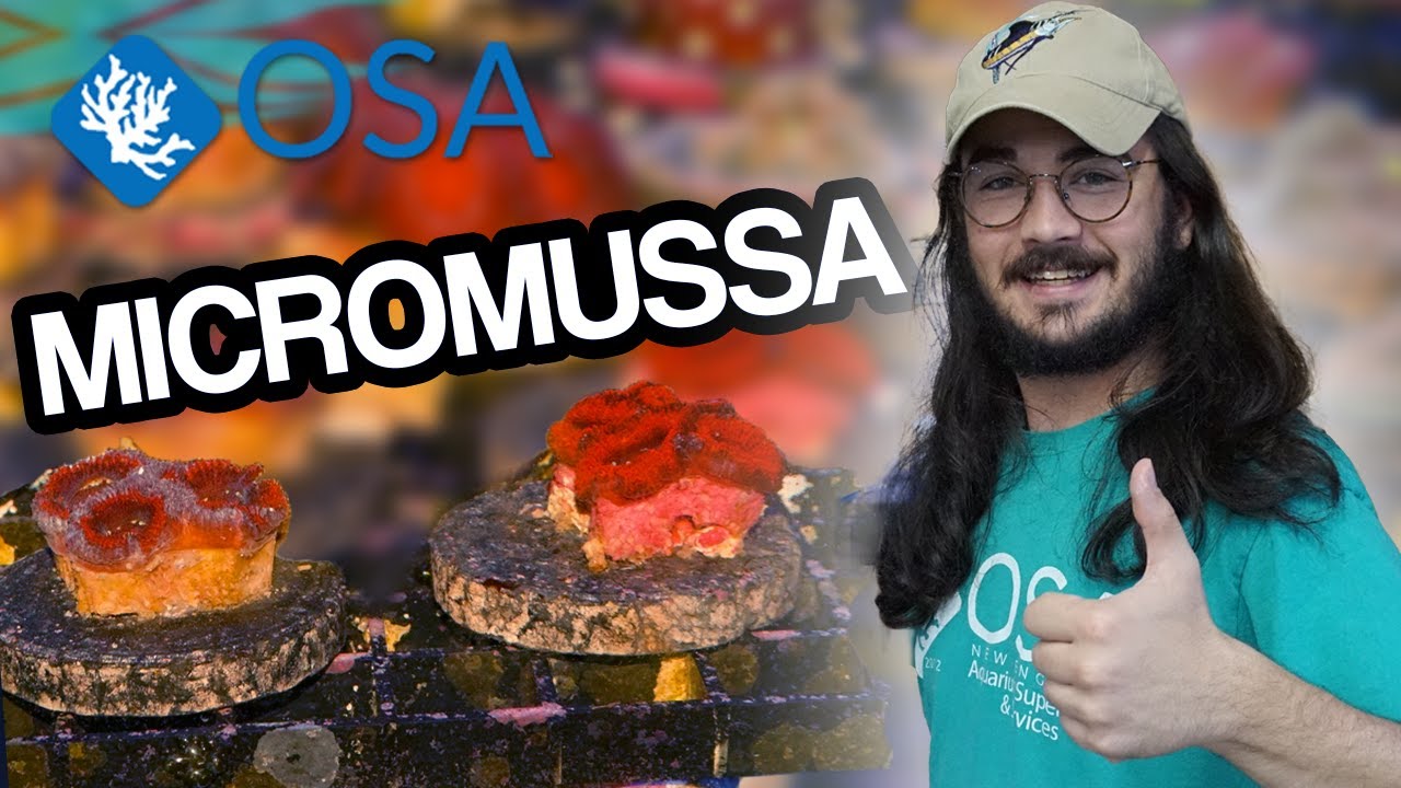What is Micromussa?  | What is a Coral with Eli