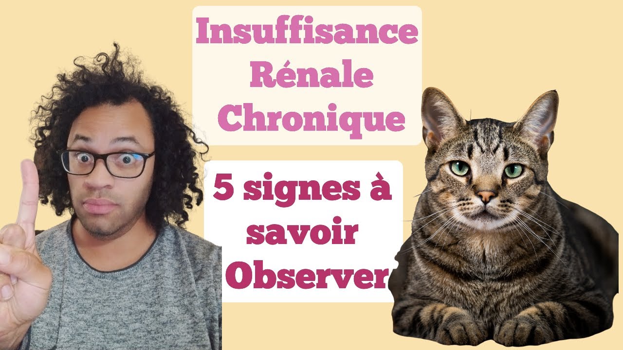 Insuffisance Rénale du chat : 5 signes que vous pouvez observer