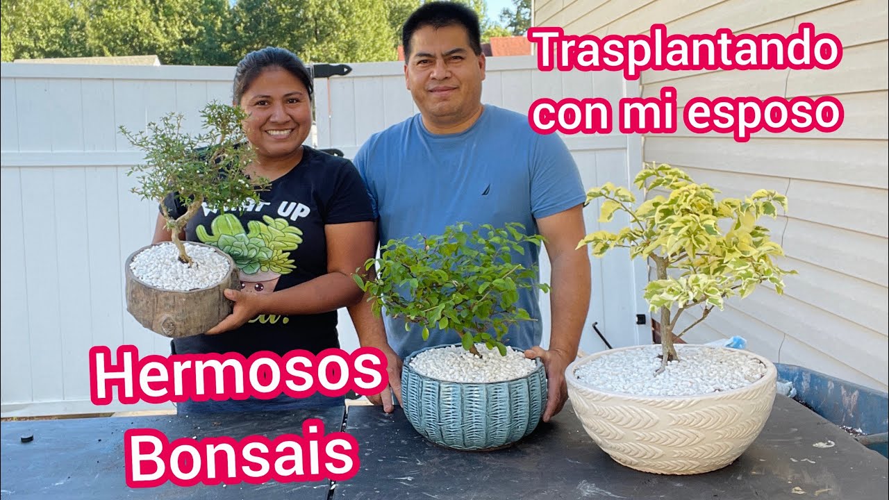 Hermosos Bonsai de buganvilia y serissa japonica