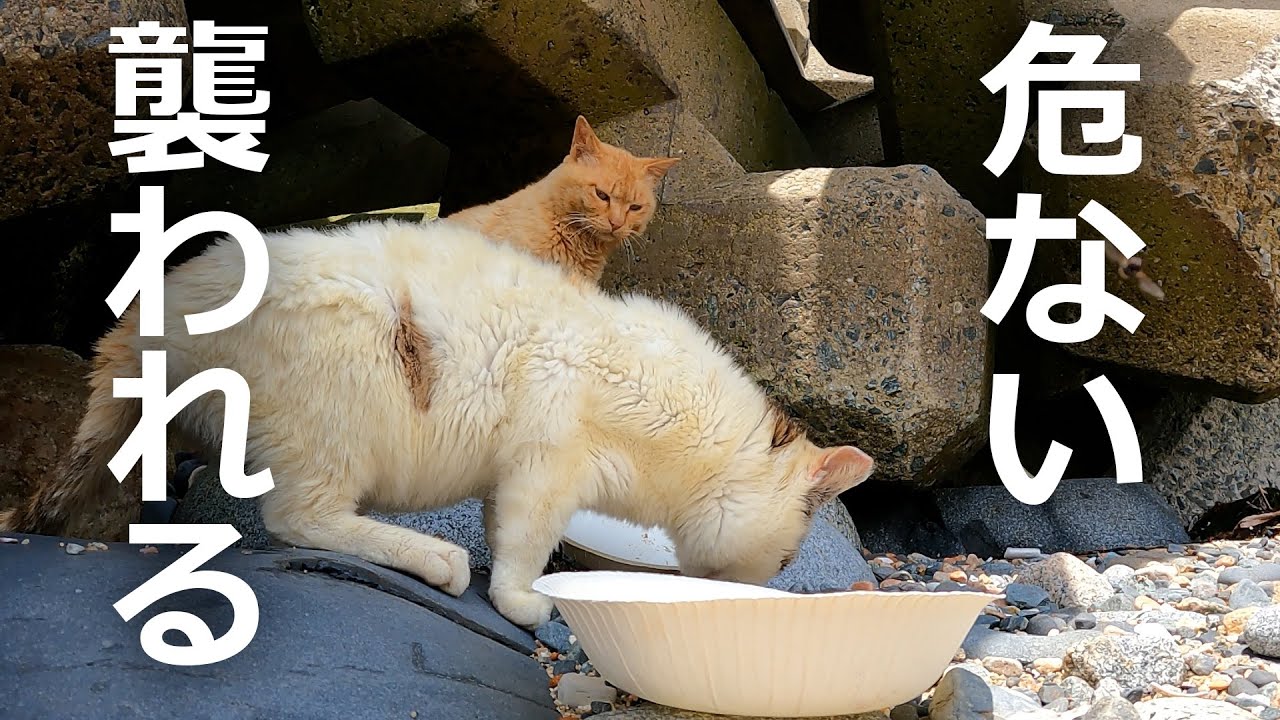【野良猫のエサ】厳しい現実を生きる野良猫たち