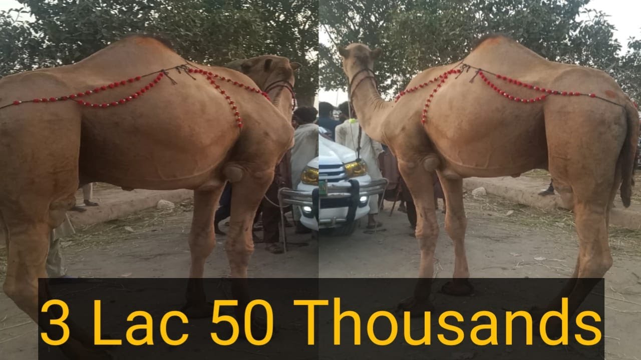 Camel Qurbani || Camel in Mandi || Eid ul adha 2021 CAMEL VIDEO EID UL AZHA 2021 Bakra eid 2020