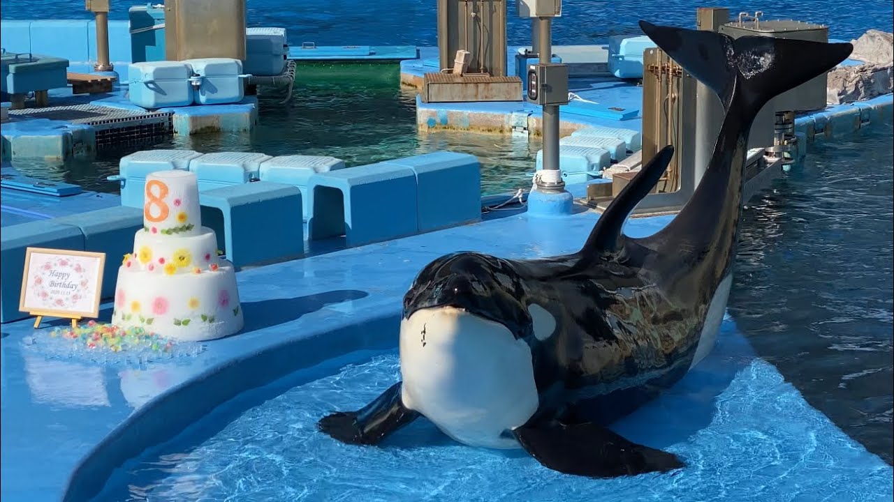 名古屋港水族館産まれ ♀シャチ リンちゃん8歳のお誕生日会