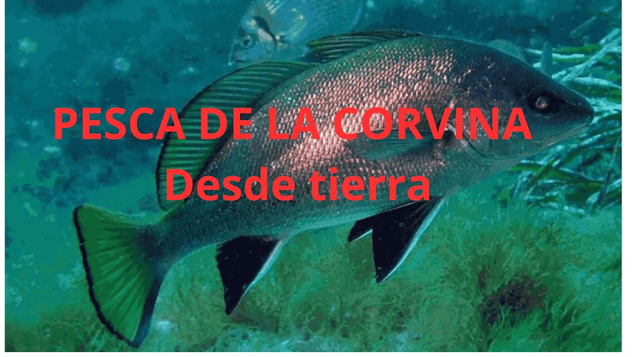 Pesca de Corvina desde Tierra: Técnicas y Consejos para el Éxito
