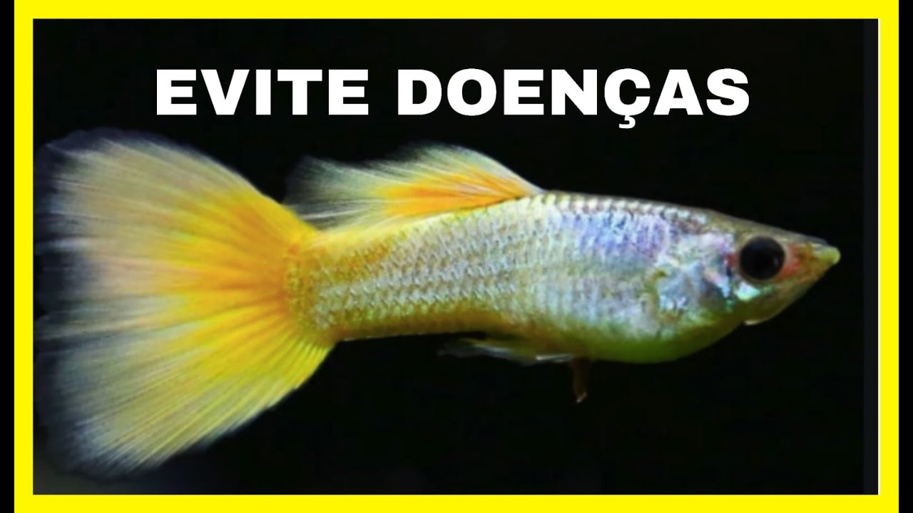 GUPPYS, MUDANÇAS E DICAS PARA EVITAR DOENÇAS.