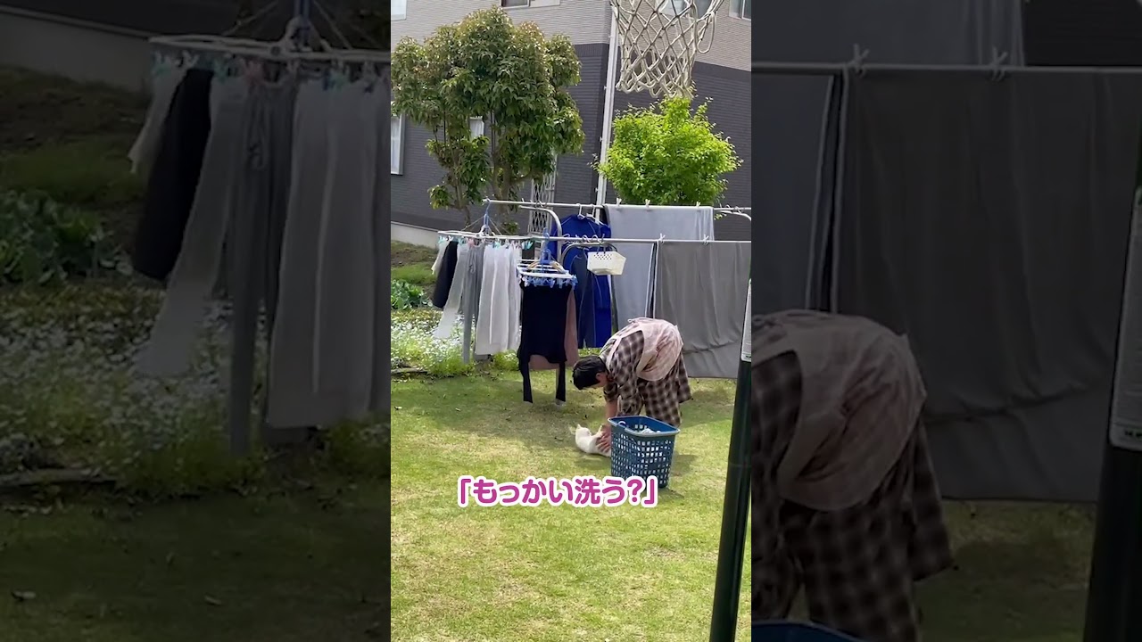 迷い猫と妻が、お庭でイチャイチャ。