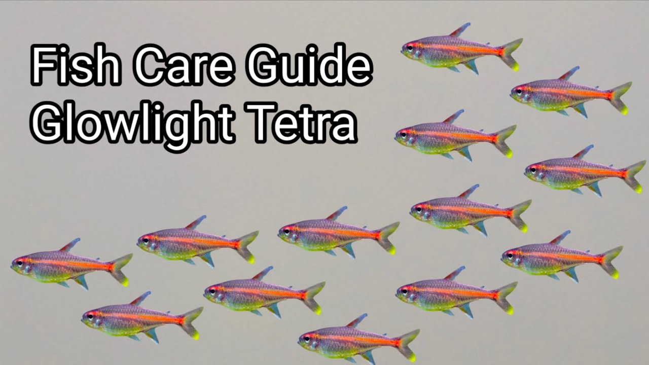 Glowlight Tetra Care Guide