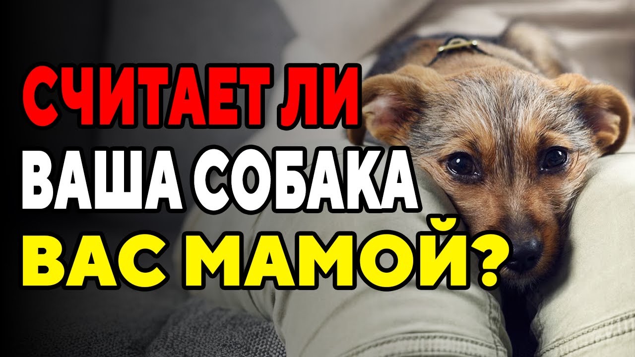23 Признака, Что ваша Собака Считает Вас Своей МАТЕРЬЮ
