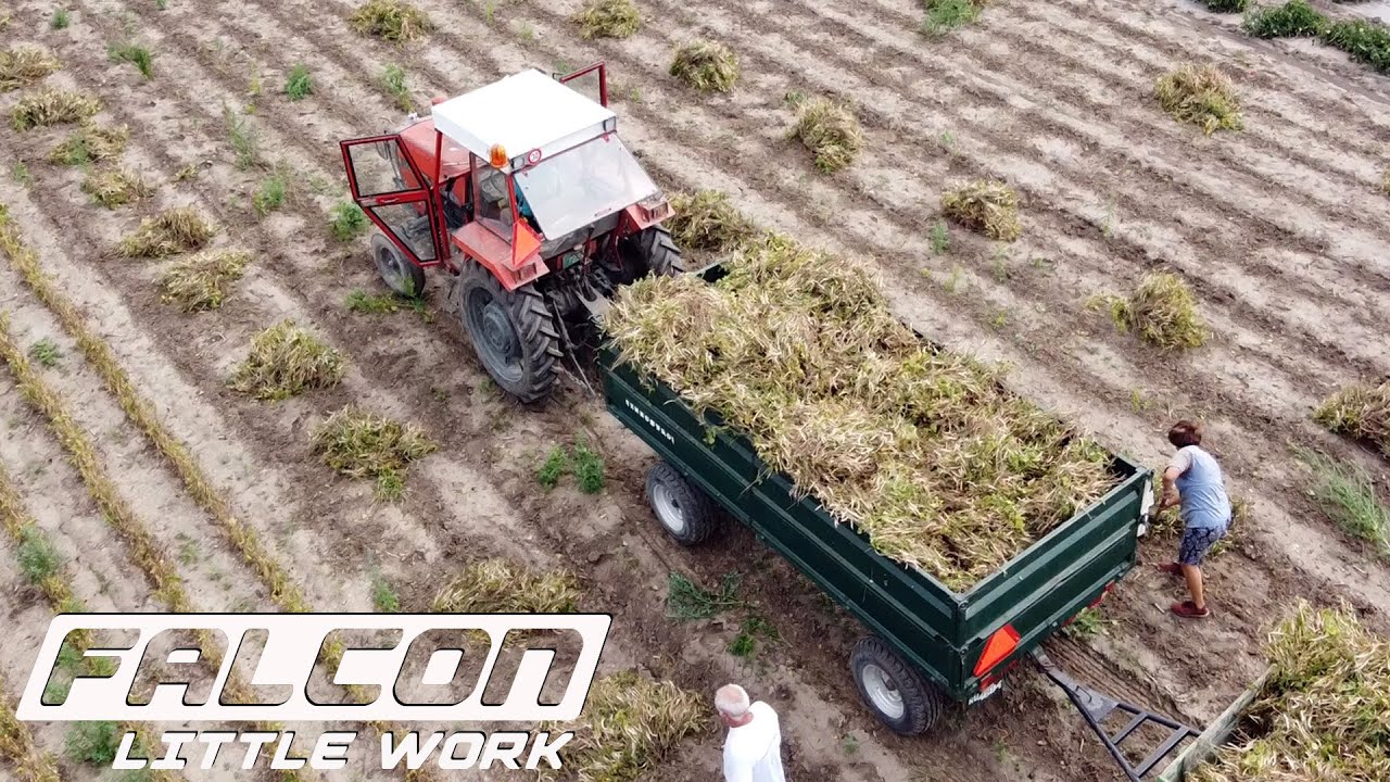 Žetva pasulja 2021 HD Drone video - Harvesting beans