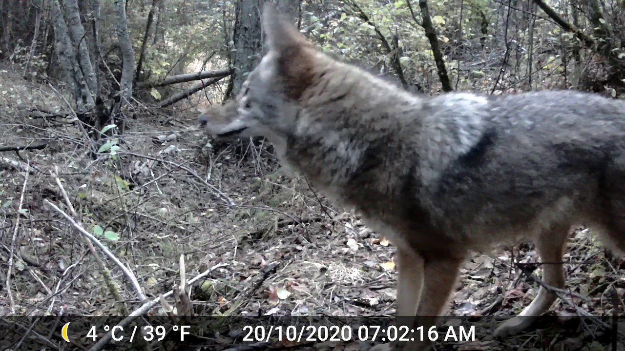 Liberty Lake Wildlife-Part 1