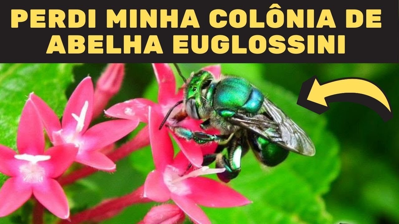 Perdi minha colônia de Abelha Verde Solitária Euglossini as Abelhas das Orquídeas