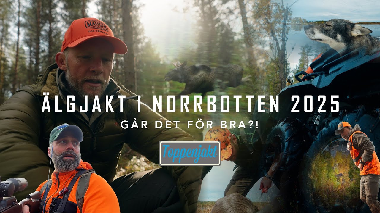 ÄLGJAKT 2025 MED TOPPENJAKT i Norrbotten