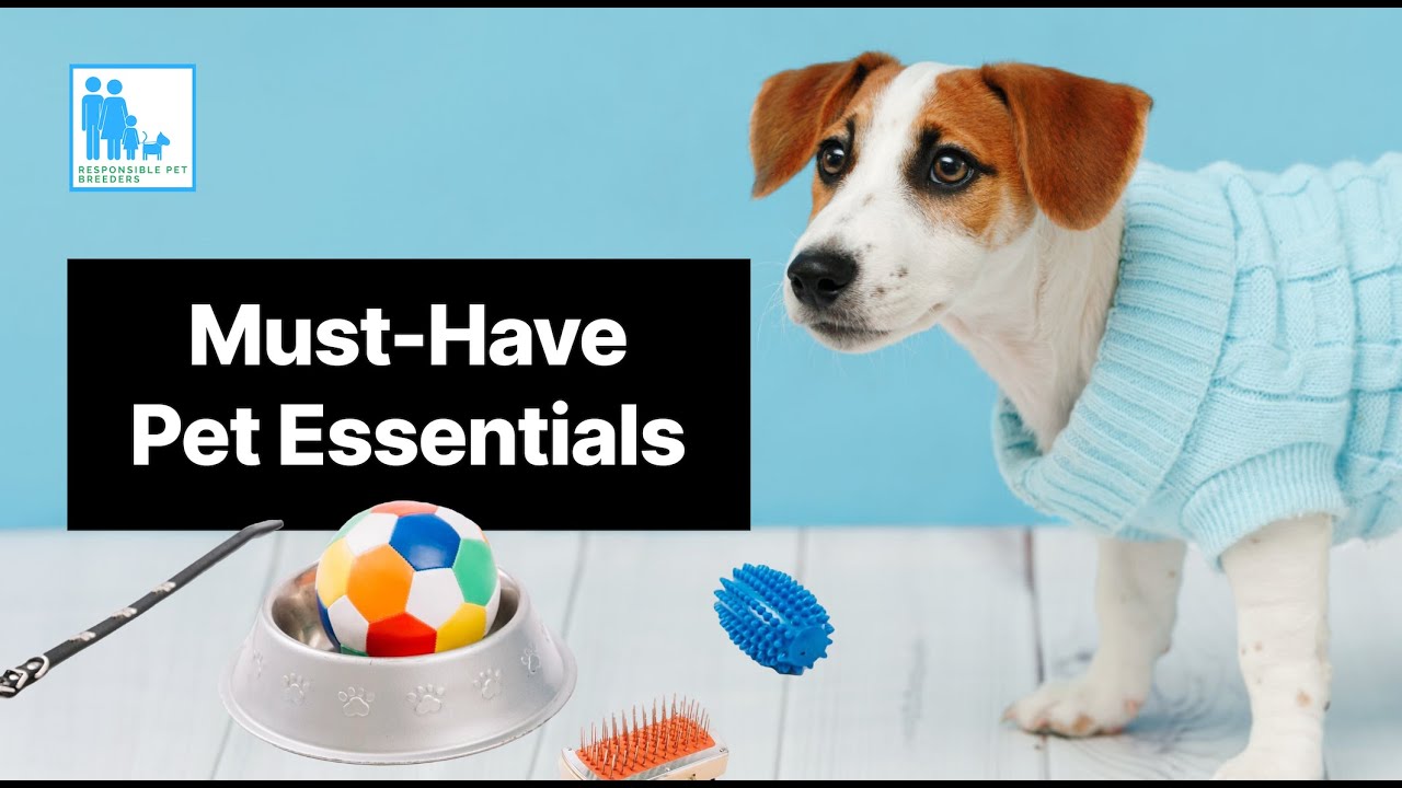 Must Have Pet Essentials You Can't Be Without
