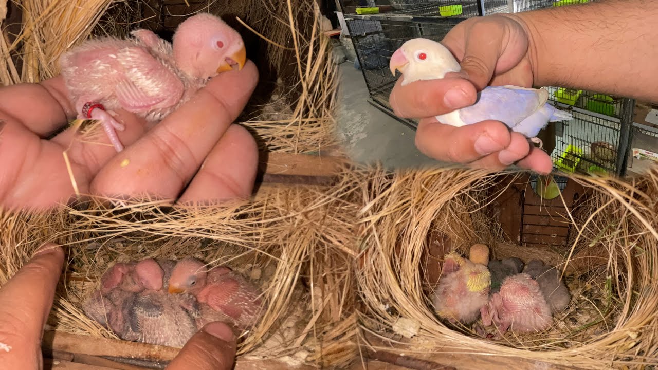 Lovebirds breeding tips and progress 5_12_2024