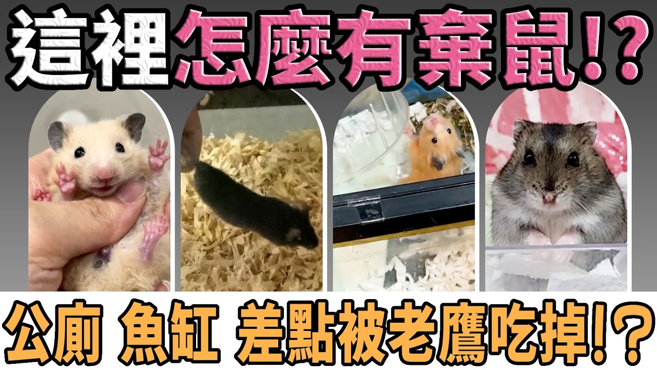 【愛鼠現場】寒風中漂流的鼠鼠們，全數獲救！公廁、魚缸到收容中心的奇蹟之路｜愛鼠協會救援案件報導