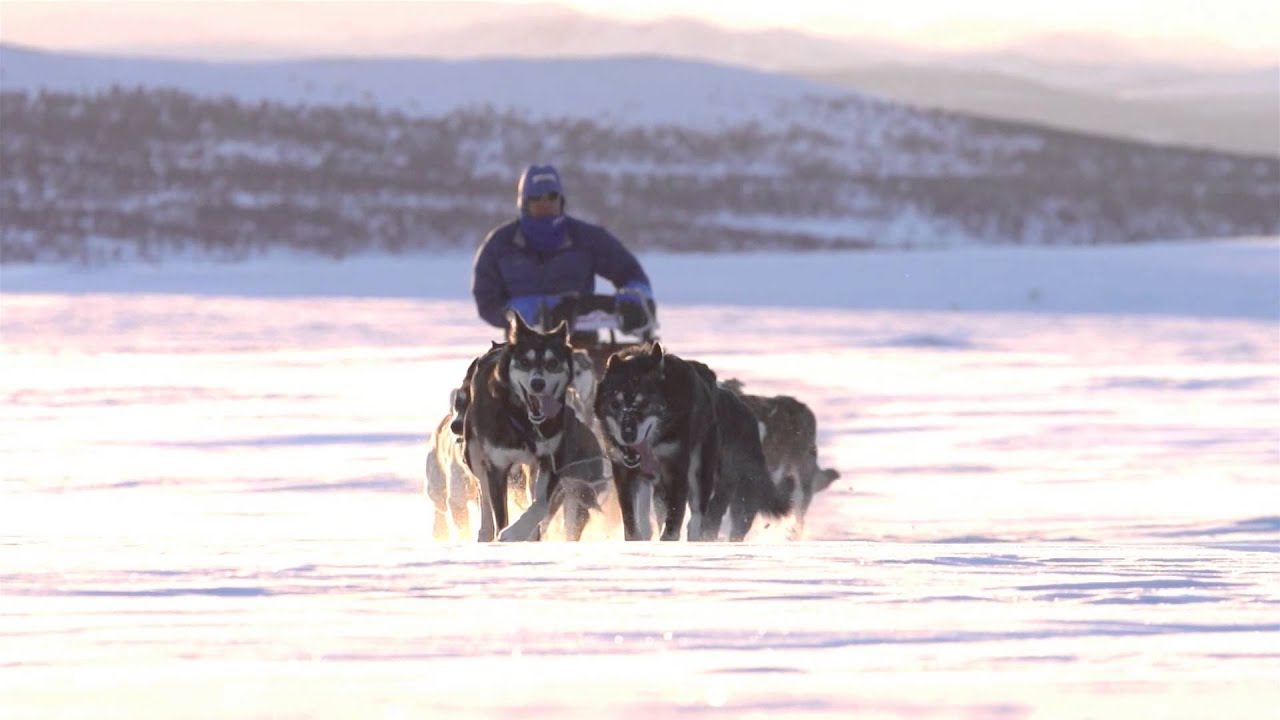 Royal Canin Marathon 5000 PRO SK