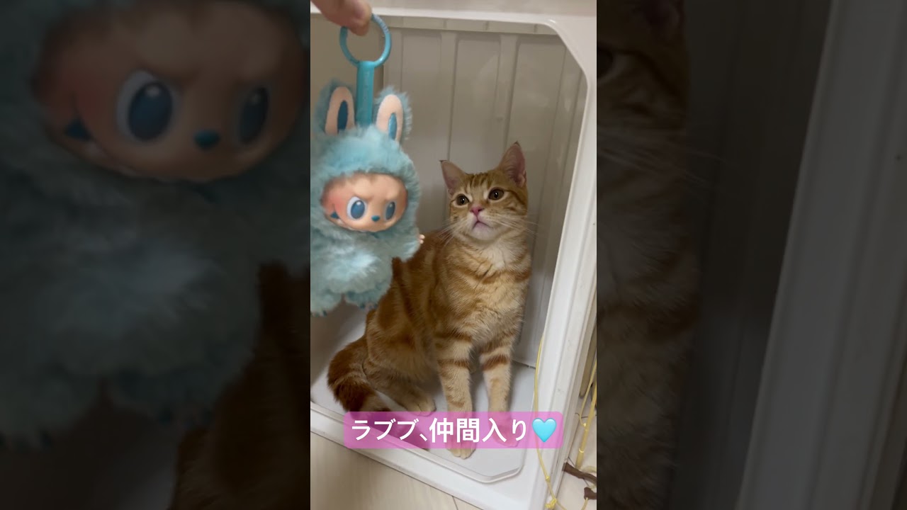 ポップマートから届きました！ 