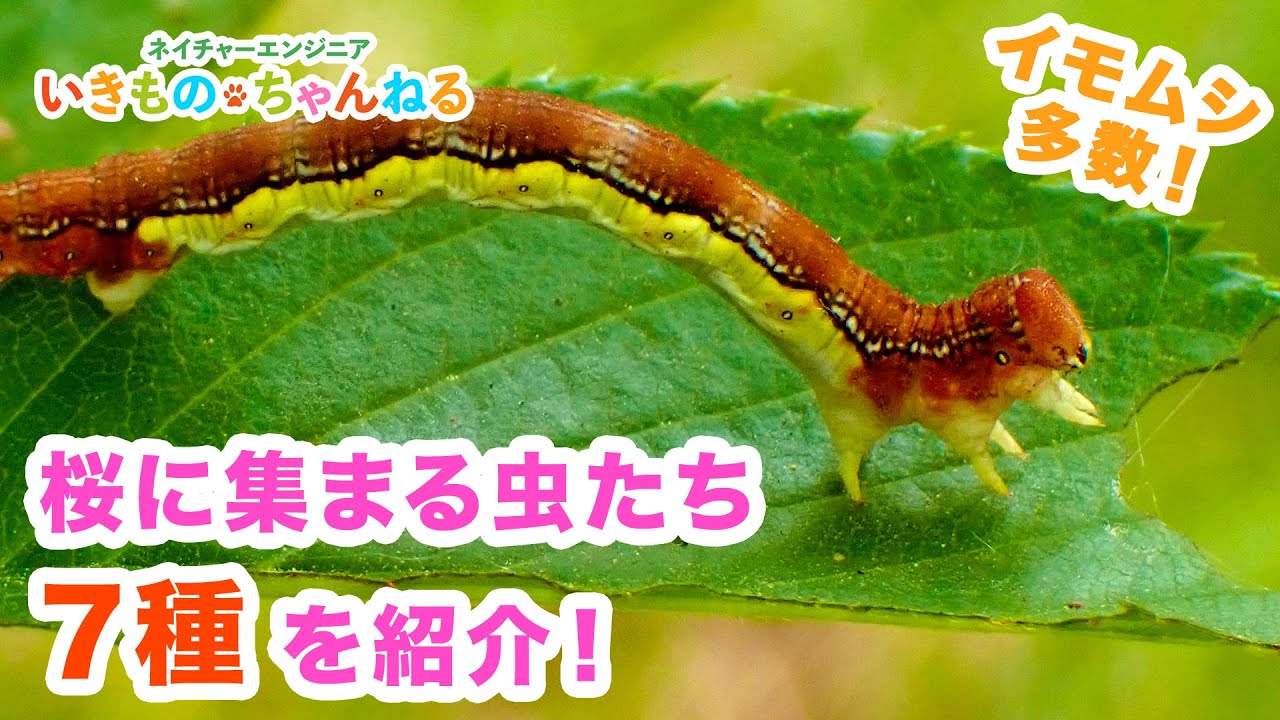 花が散った後の桜で見られる虫たち7種紹介！イモムシ大量発生