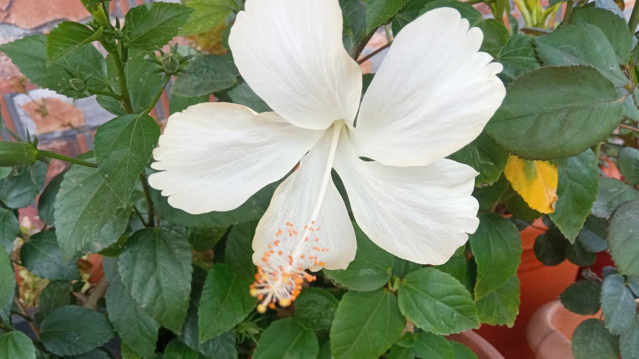 जिन्हें भाने लगे हैं बंद,एकांत कमरे। कभी ना कभी उन्होंने भी लोगों में सुकून तलाशा होगा!#livestream 