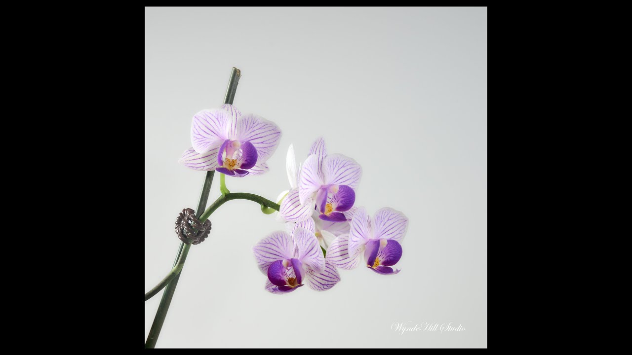 EP 1. Photographing a Miniature Orchid indoors