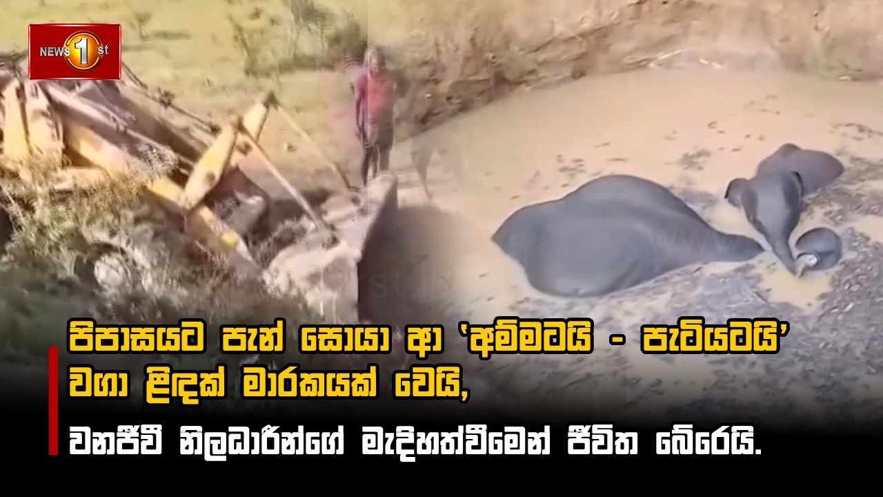 පිපාසයට පැන් සොයා ආ 'අම්මටයි - පැටියටයි' වගා ළිඳක් මාරකයක් වෙයි,